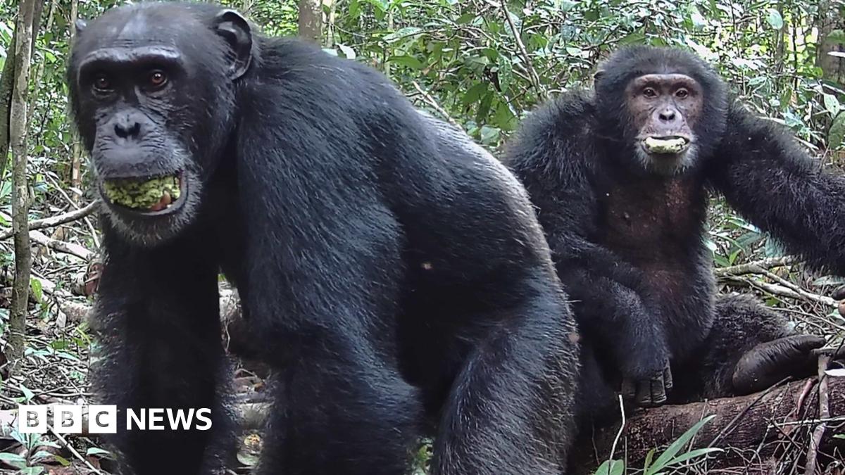 Two chimpanzees sit in a forest.  The background is dense with vegetation, including trees and various plants. Both animals have their mouths half open as they chew on fruit.