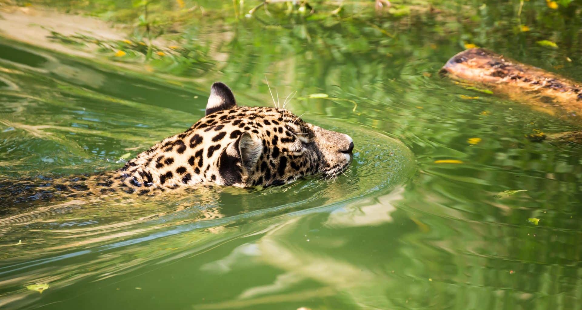 Jaguar Swimming