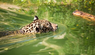 Jaguar Swimming