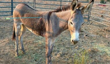 EDS NOTE: GRAPHIC CONTENT - This undated photo released by Donkeyland shows a 2 year old donkey named Cupid shot with an arrow standing in a pen in Moreno, Valley, Calif. (Donkeland via AP)