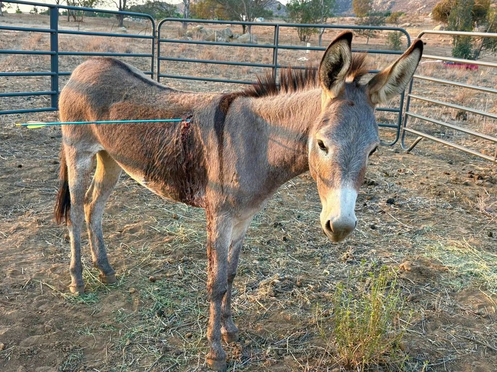 EDS NOTE: GRAPHIC CONTENT - This undated photo released by Donkeyland shows a 2 year old donkey named Cupid shot with an arrow standing in a pen in Moreno, Valley, Calif. (Donkeland via AP)