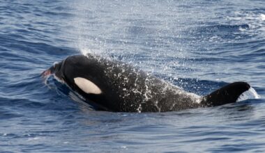 Why do orcas keep attacking boats? Scientists believe that killer whale ‘dialects’ could help solve the puzzle