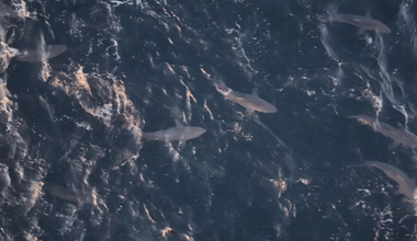 VIDEO: Hundreds of sharks spotted swimming, jumping out of Atlantic off Long Island coast