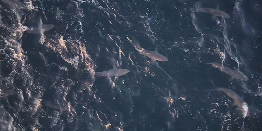 VIDEO: Hundreds of sharks spotted swimming, jumping out of Atlantic off Long Island coast