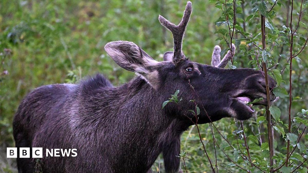 A photograph of an Elk nibbling on some folliage on a branch