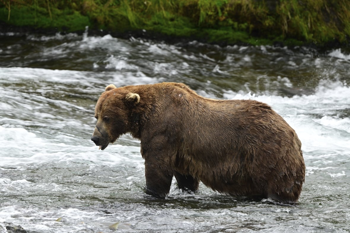 A massive brown bear stands knee-deep in a rushing river and looks to one side. It has a large scar cutting across its nose