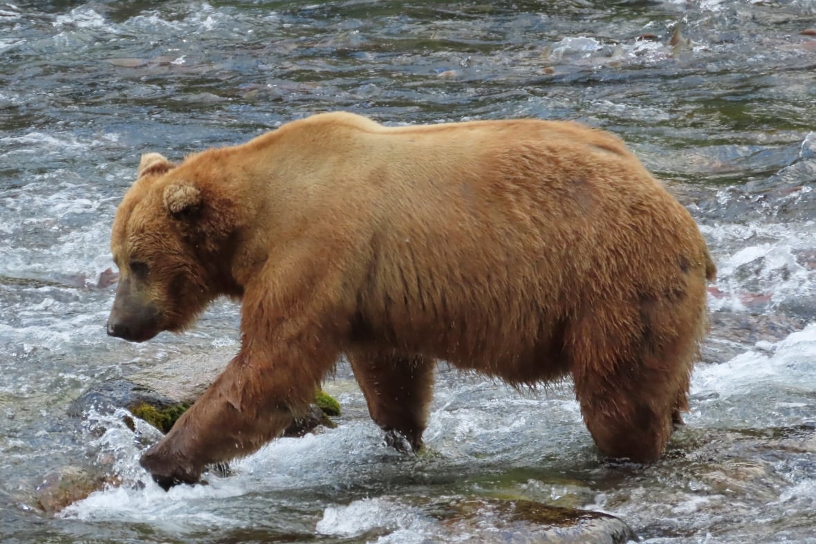A fat bear with faded brown fur paddles through the rushing waters of a shallow river