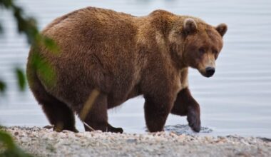 Fat Bear Week is upon us. Which of these big, beautiful chonkers will come out on top?