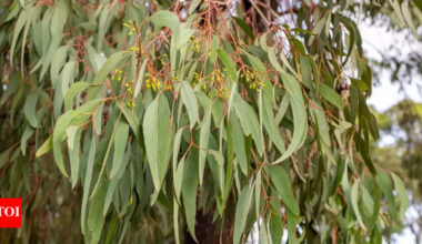 6 surprising benefits of Eucalyptus leaves: From cold relief to dry skin treatment |