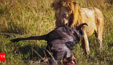 Which country has the highest population of lions? |