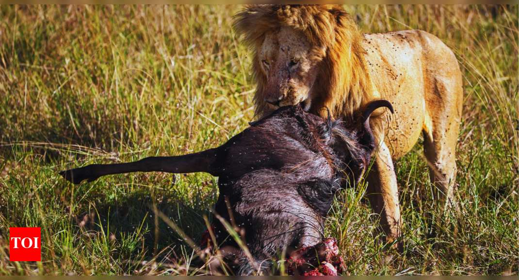 Which country has the highest population of lions? |