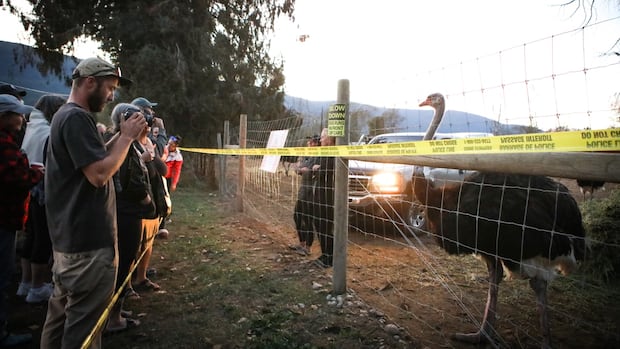 Stay of ostrich cull in southeast B.C. an ongoing potential health risk, CFIA says