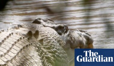 The fight to free Old Faithful, the ‘majestic, wild crocodile’ made famous by Steve Irwin: ‘His place is back in the river’ | Queensland