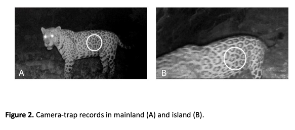 Record swim for jaguar; how big cats communicate; cat steals all food from the staff; and lagniappe – Why Evolution Is True