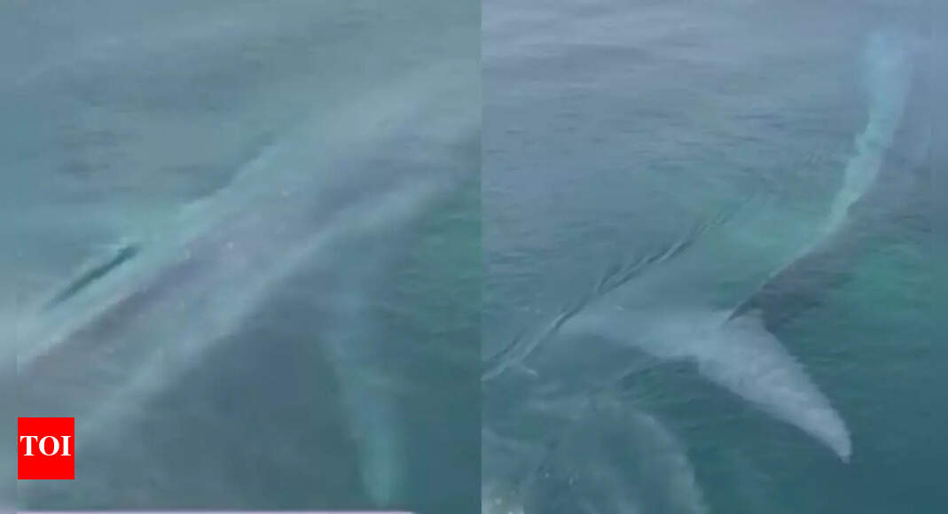‘Is this AI or real?’: Rare pygmy blue whale sighting in Western Australia stuns locals in viral video | Watch |