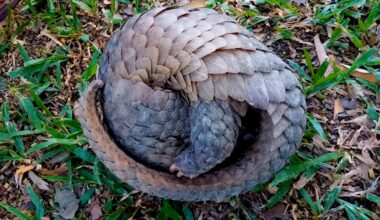 Pangolin Biology