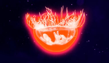 Experts Alarmed as Jellyfish Spawn in Freshwater Lakes