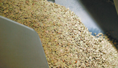green lentils