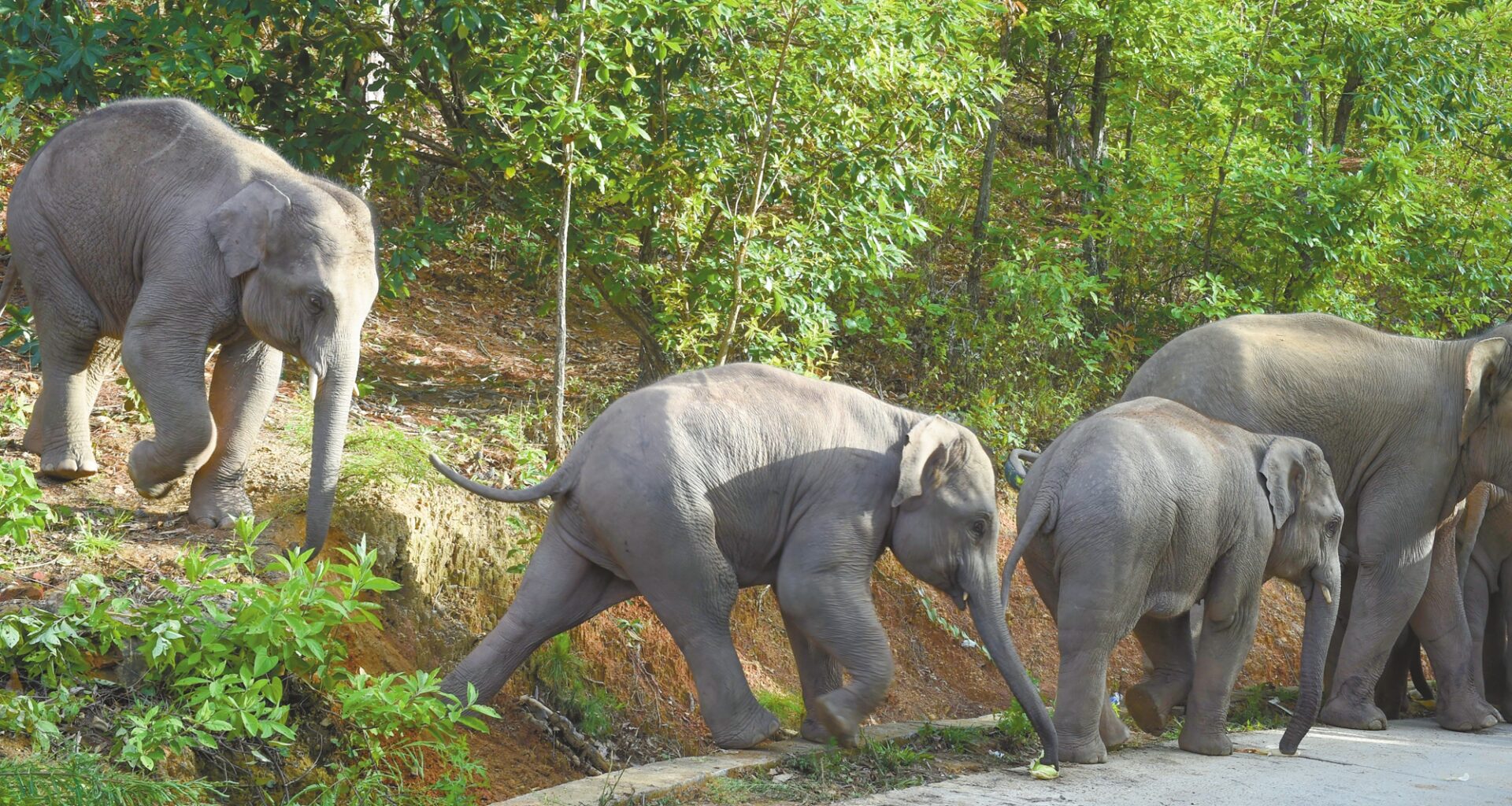 A herd of wild elephants walks from the forest to the road at the edge of a village in Yuxi, Southwest China