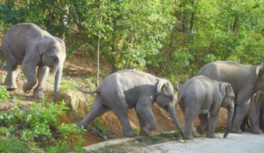 A herd of wild elephants walks from the forest to the road at the edge of a village in Yuxi, Southwest China