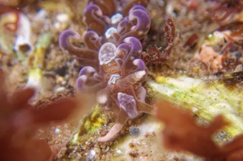 Charlotte Cumming A purple sea slug with several flat, curled outgrowths on its body. It is moving over some marine vegetation.