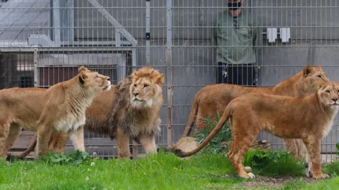 EPA Four light brown lions in fairly lush grassland with a caged area and guard in the background of the image. 