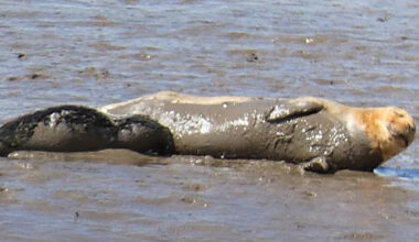 All of estuary's newborn seal pups found dead