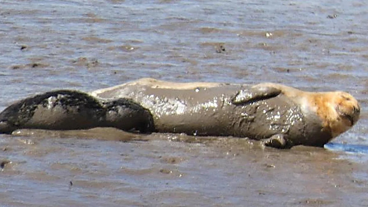 All of estuary's newborn seal pups found dead