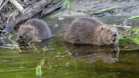 Beaver Trust Two beavers are facing the camera chomping on some vegetation and sitting in water. They both look very content.