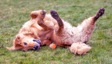 Researchers Have Found a Way to Identify ADHD in Dogs · Kinship