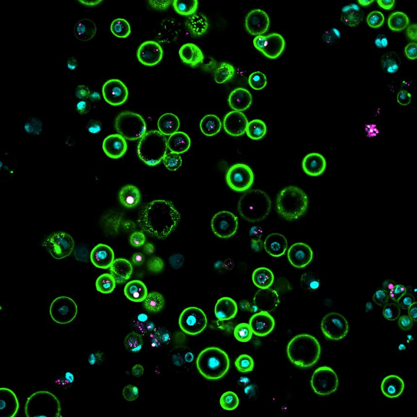 Scientists have figured out a way to grow a type of cell, known as a primordial germ cell, which acts as a precursor of egg and sperm cells, from the rock dove.