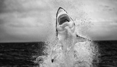 Why the ‘Air Jaws’ photographer is rewilding land in Africa