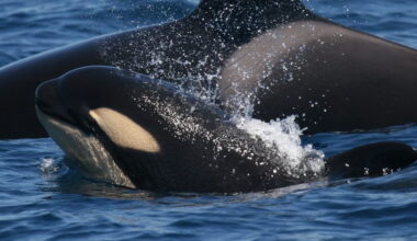 Iberian orcas sink sailboat in latest ramming ‘game’ in Portugal