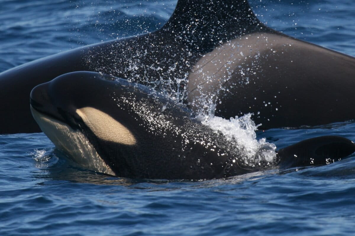 Iberian orcas sink sailboat in latest ramming ‘game’ in Portugal