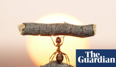 Why everyone is lifting weights – and how to get started (whatever your size) | Fitness