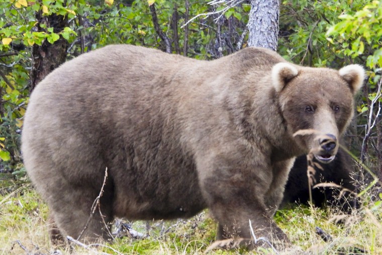 2024 winner, Grazer, at Katmai National Park in Alaska, in Sept. 2024.