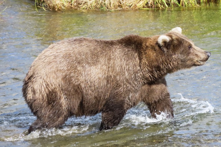 Another contender, bear 909, at Katmai National Park in Alaska in Sept. 2024.