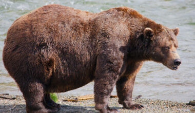 Alaska’s Fat Bear Week kicks off with online voting to crown the most oversized ursine