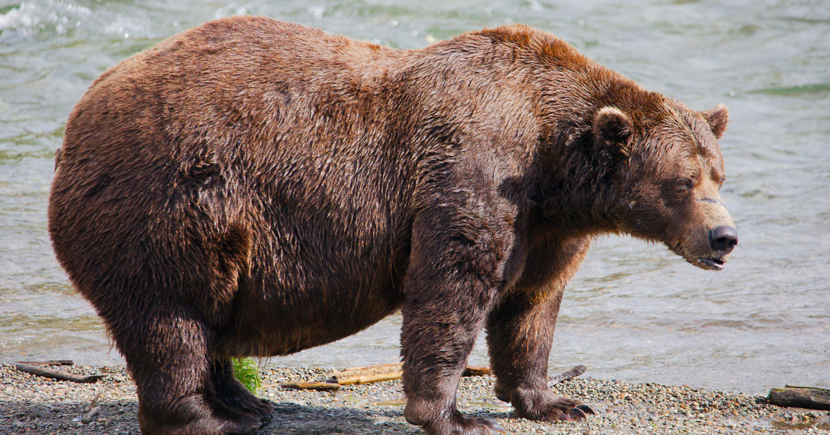 Alaska’s Fat Bear Week kicks off with online voting to crown the most oversized ursine