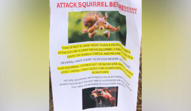 Squirrels Gone Wild: Marin County ‘Attack Squirrel’ Sends at Least 3 to the ER