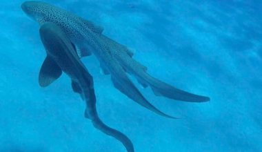 First-Ever Recording of Leopard Sharks Mating Reveals Shock ‘Threesome’