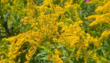 Ethical foraging and herbal healing take root in Northern Ontario