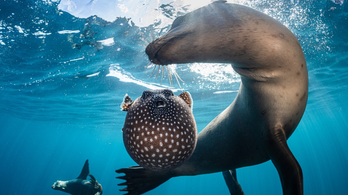 Sea lions play pufferfish games — and other news in pictures
