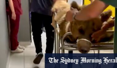 Overeating bear hospitalised in Turkey