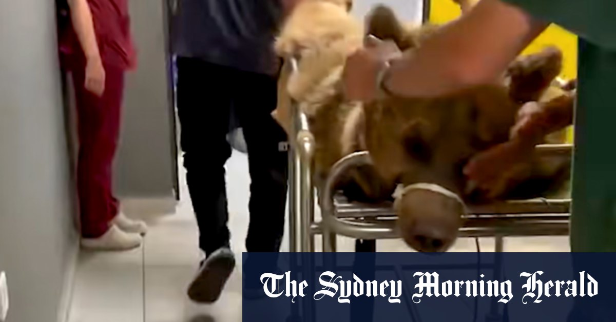 Overeating bear hospitalised in Turkey