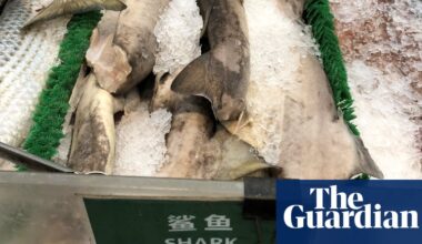 Much of US shark meat comes from endangered species, study finds | Sharks
