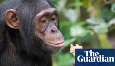 Chimps consume equivalent of a beer a day in alcohol from fermented fruit | Science