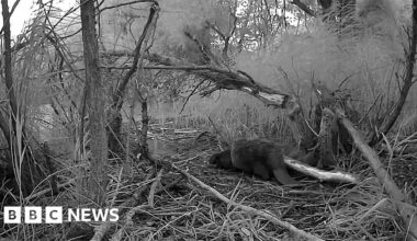 Beavers released at Rushden Lakes welcome babies
