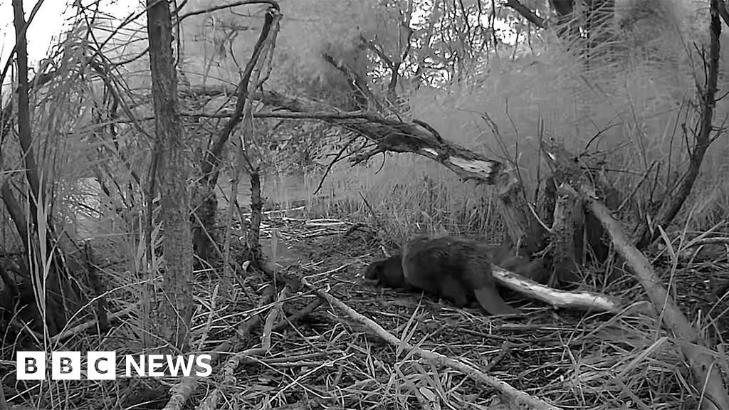 Beavers released at Rushden Lakes welcome babies