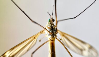 Are Daddy Longlegs Really 'The Most Venomous Spider In The World'?